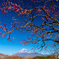 紅梅と富士山