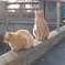 美人な野良猫①
