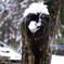 三千院の雪うさぎ