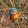 巴川のカワセミ(1)