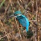 巴川のカワセミ(2)
