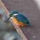 巴川のカワセミ(3)