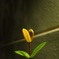 草