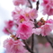 緋寒桜