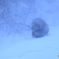 地吹雪に耐えて