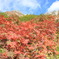 紅青白