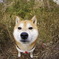 2頭身だよシバえもん