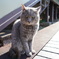 野良猫
