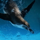 Adelie penguin's Dive!