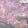 待ち遠しい春。。