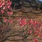 博多塀と紅梅