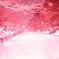 冬桜