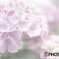 ふわふわ紫陽花