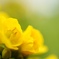 菜の花