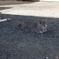 ねこ
