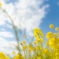 吾妻山・菜の花