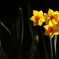 花便り　- 輝きの黄房 -