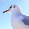 浅草 近すぎるカモメ