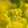菜の花