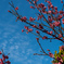 今帰仁の桜