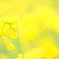双海町の菜の花畑で