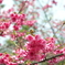 緋寒桜