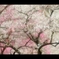 吉野梅郷（伐採前）1