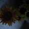 夜華