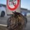 野良猫の番人