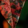 Autumn leaf