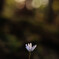 春2