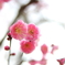 梅の花