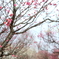 梅の花
