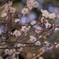 梅の花見つけた