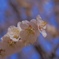 香りに満たされて Ⅱ