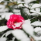 2月の雪①