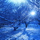 雪の朝
