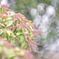何か分からないお花