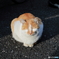 福福しい猫ちゃん