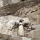 フンボルトペンギン