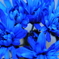 bririant blue