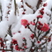 庭の紅梅　雪が降りました