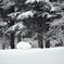 積雪２メートルの公園