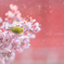 雪桜めじろ