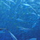 魚群＠水族館にて