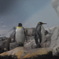ペンギン