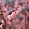 7artisans 25mm F1.8試写その１　梅