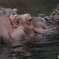 カバの定番、おっきいなあ～