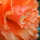 華