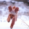 DOG130